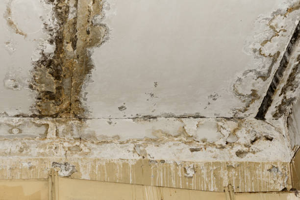 Best Real Estate Mold Inspection  in Ravenna, NE